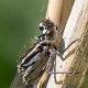 Coenagrion pulchellum female pronotum detail-190366